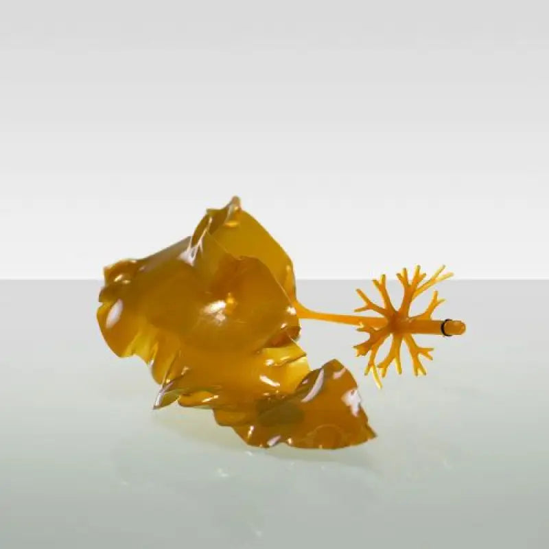 MODELL-ALGE, Deko |  Meereskosmetik.